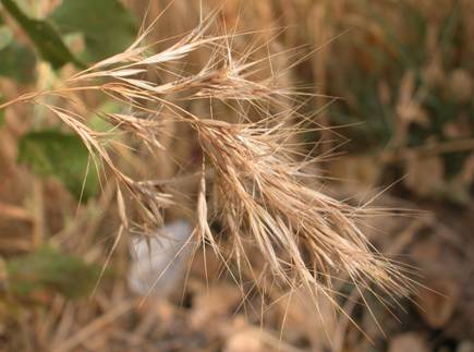 Püsküllü çayır otu